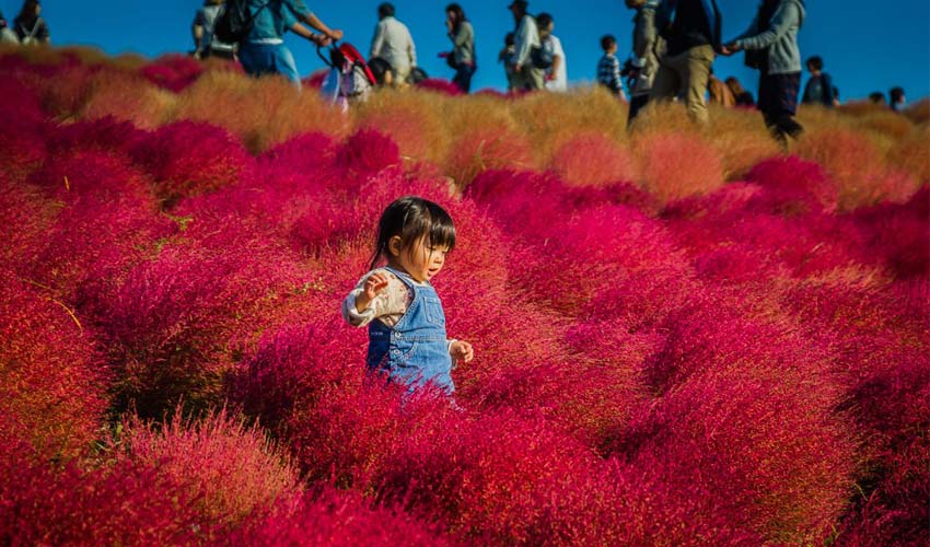 کارناوال کوچیا Kochia