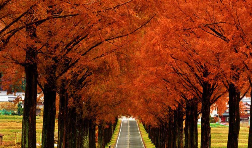 خیابان متاسکویا