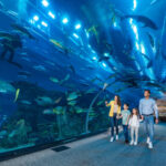 تصویر شاخص آکواریوم دبی