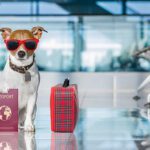 تصویر شاخص ورود حیوان خانگی به دبی + قوانین و هزینه‌ ها