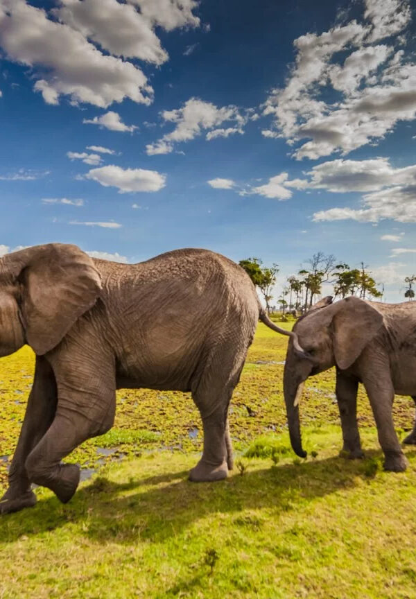 کنیا کجاست؟